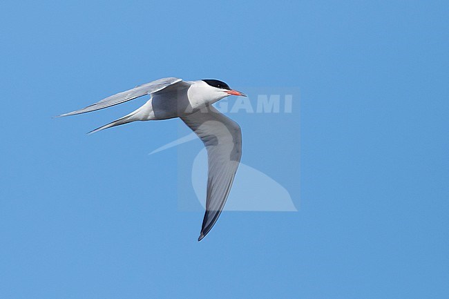 Adult breeding Arctic Tern (Sterna paradisaea) flying over the tundra of Churchill, Manitoba, Canada. With blue sky as a background. stock-image by Agami/Brian E Small,