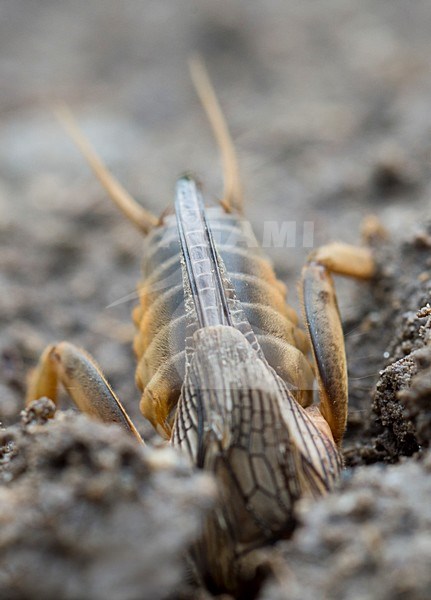 Veenmol, Mole cricket stock-image by Agami/Rob de Jong,