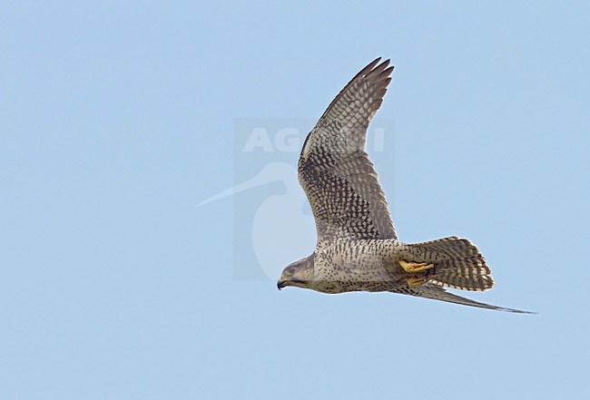 Vrouwtje Lannervalk in vlucht, Female Lanner falcon in flight stock-image by Agami/Markus Varesvuo,