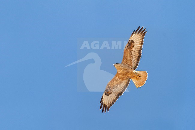 Atlas Long-legged Buzzard (Buteo rufinus ssp. cirtensis), Morocco, adult stock-image by Agami/Ralph Martin,