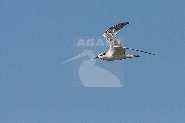 Sandwich Tern, Grote Stern, Sterna sandvicensis, France, 1st cy stock-image by Agami/Ralph Martin,