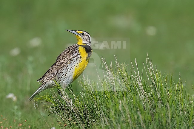 Adult breeding
Weld Co., CO
June 2023 stock-image by Agami/Brian E Small,