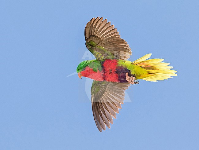 Stephen's lorikeet (Vini stepheni), also known as the Henderson lorikeet or the Henderson Island Lorikeet, is a species of parrot . It is endemic to Henderson Island in the Pitcairn Islands of the South Pacific. stock-image by Agami/Pete Morris,