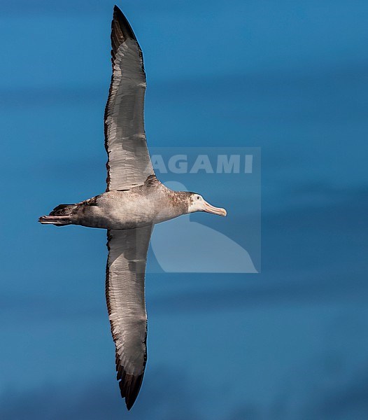 Immature Tristan Albatross, Diomedea dabbenena, at sea off Gough in the southern Atlantic Ocean. stock-image by Agami/Marc Guyt,