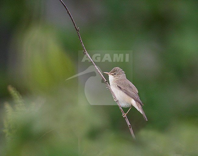 Marsh Warbler (Acrocephalus palustris) stock-image by Agami/Hugh Harrop,