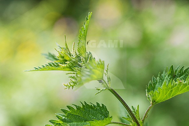 Common Nettl leaves stock-image by Agami/Wil Leurs,