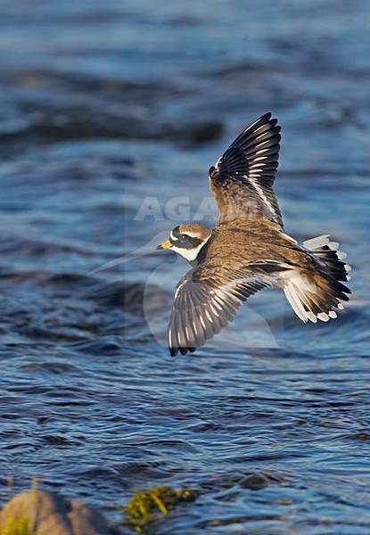 Bontbekplevier in de vlucht; Common Ringed Plover in flight stock-image by Agami/Markus Varesvuo,