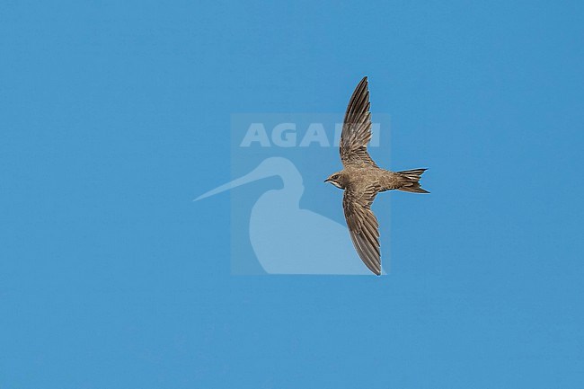 Alpine Swift (Tachymarptis melba) flying agains blue sky in Switzerland. stock-image by Agami/Marcel Burkhardt,