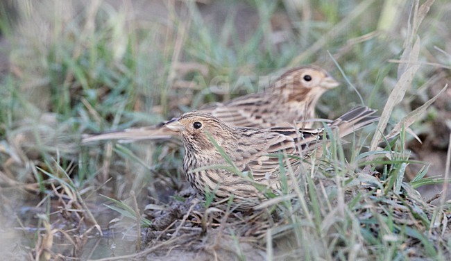 Grauwe Gorzen op de grond; Corn Buntings on the ground stock-image by Agami/Markus Varesvuo,