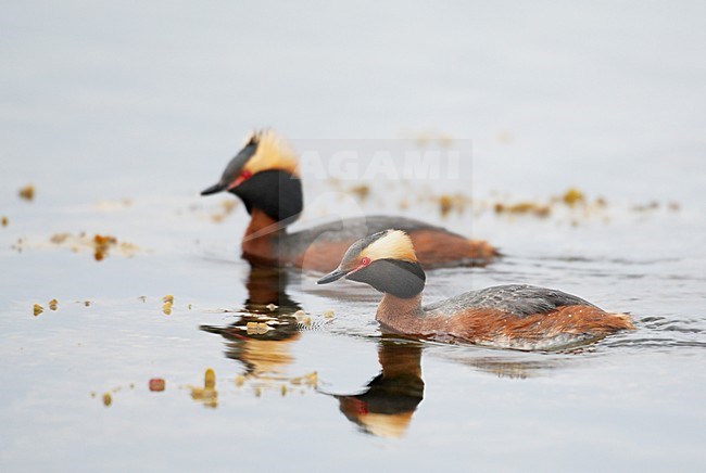 Kuifduiker paartje; Horned Grebe pair stock-image by Agami/Markus Varesvuo,