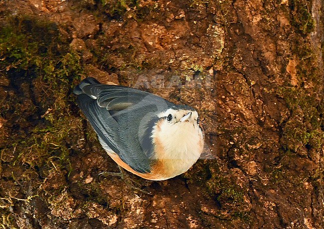 White-browed Nuthatch (Sitta victoriae) in Myanmar. It is endemic to, and occures natural habitat is subtropical or tropical moist montane forests on Mount Victoria. stock-image by Agami/Laurens Steijn,