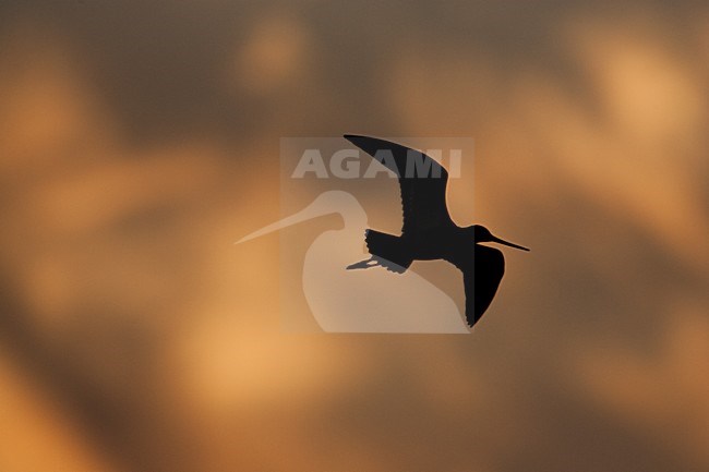 Grutto in de vlucht; Black-tailed Godwit in flight stock-image by Agami/Menno van Duijn,