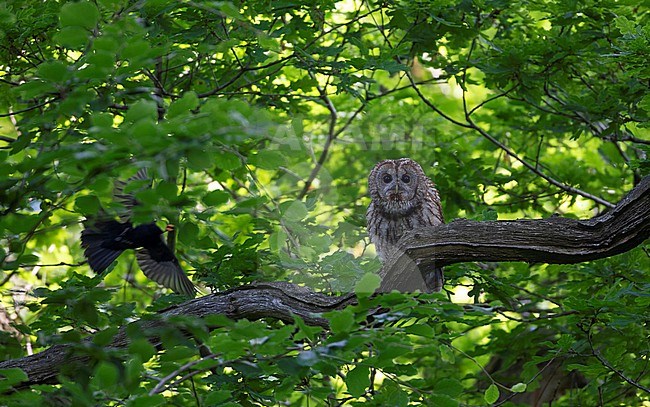 Perched Tawny Owl (Strix aluco) being attacked by a Common Blackbird (Turdus merula) at Lyngby, Denmark stock-image by Agami/Helge Sorensen,