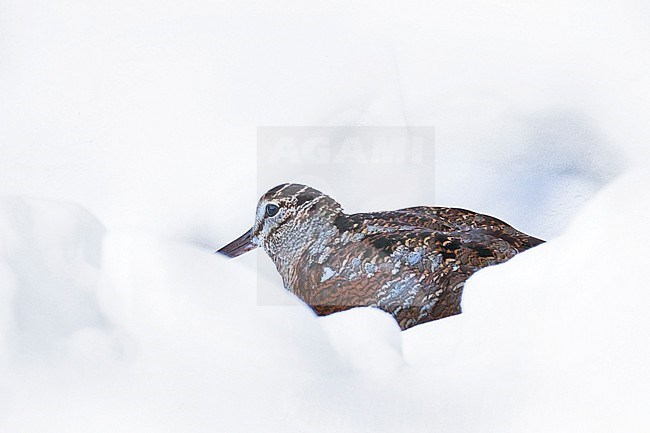 Woodcock (Scolopax rusticola) trying to hide in deep snow during a cold period in the Netherlands. stock-image by Agami/Arnold Meijer,