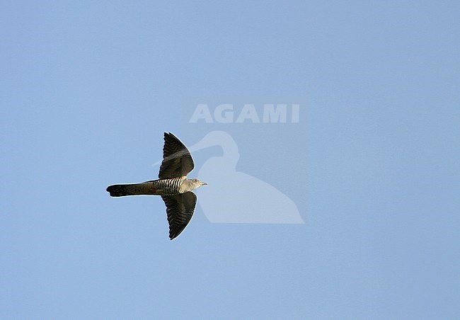 Oriental Cuckoo (Cuculus optatus) flying overhead on the island of Tanimbar in Indonesia. stock-image by Agami/James Eaton,