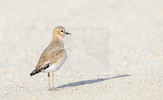 Mountain Plover (Charadrius montanus) during late autumn at Carrizo Plain National Monument, Santa Margarita, San Luis, California, United States.  Standing on the ground and calling. stock-image by Agami/Ian Davies,