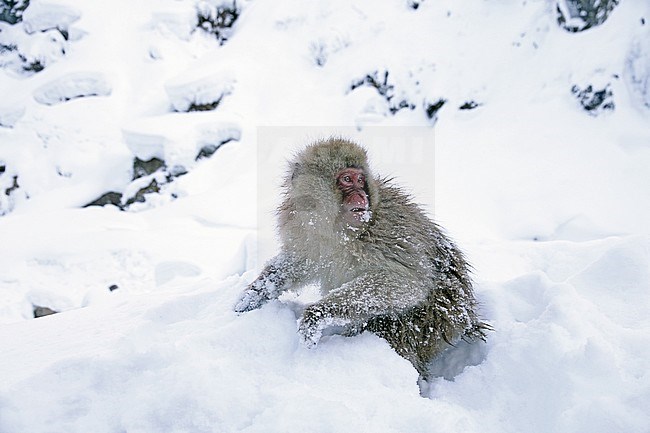 Young Japanese macaque or Snow Monkey (Macaca fuscata) in the snow stock-image by Agami/Pete Morris,