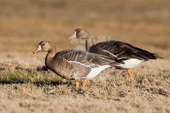 Kolgans in grasland; Greater White-fronted goose in grass land stock-image by Agami/Martijn Verdoes,