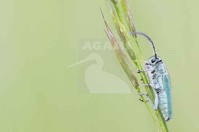 Phytoecia coerulescens - Dichtpunktierte Walzenhalsbock, Germany (Baden-Württemberg), imago stock-image by Agami/Ralph Martin,