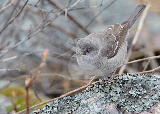 Sperwergrasmus foeragerend op de grond; Barred Warbler foraging on the ground stock-image by Agami/Markus Varesvuo,