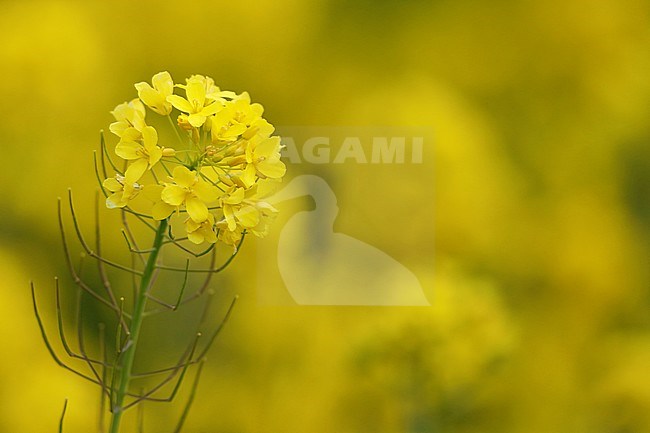 koolzaad; Rapeseed; stock-image by Agami/Chris van Rijswijk,