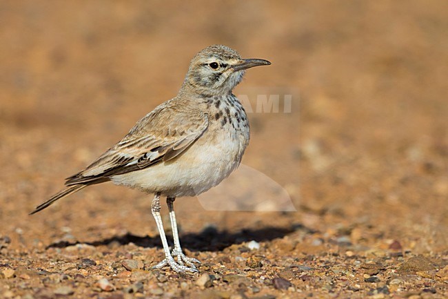 Witbandleeuwerik, Greater Hoopoe-Lark stock-image by Agami/Daniele Occhiato,