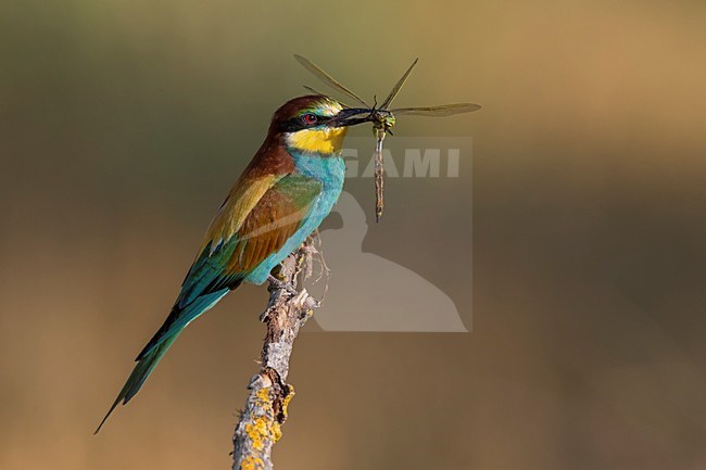 Bijeneter met libel, European Bee-eater with Dragonfly stock-image by Agami/Daniele Occhiato,