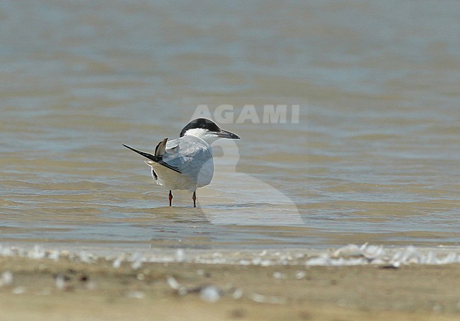Adult Gull-billed Tern (Gelochelidon nilotica) on a beach in a sanpit in Groningen. stock-image by Agami/Renate Visscher,