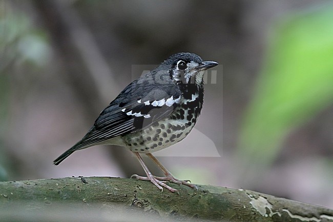 Adult Ashy Thrush (Geokichla cinerea) perched on a log in the Philippines. stock-image by Agami/Pete Morris,