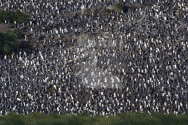 King Penguin colony; KoningspinguÃ¯n kolonie stock-image by Agami/Marc Guyt,