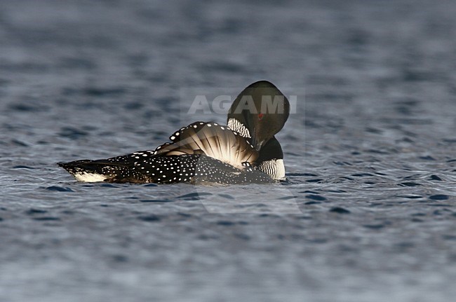 Volwassen IJsduiker in zomerkleed; Adult Great Northern Loon in summer plumage stock-image by Agami/Menno van Duijn,