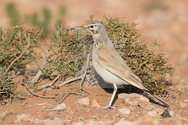 Greater Hoopoe-Lark (Alaemon alaudipes), adult standing on the ground stock-image by Agami/Saverio Gatto,