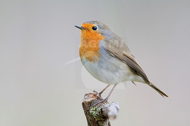 European Robin, perched on a branch, Campania, Italy (Erithacus rubecula) stock-image by Agami/Saverio Gatto,