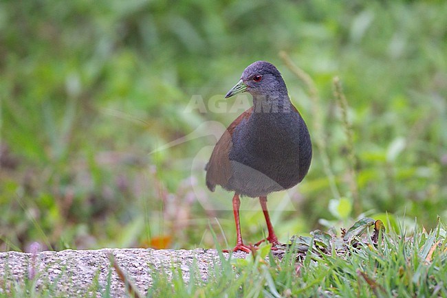 Black-tailed Crake (Zapornia bicolor) walking on ground at Doi Inthanon, Thailand stock-image by Agami/Helge Sorensen,