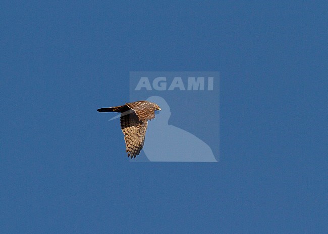 Second calendar year female Northern Goshawk (Accipiter gentilis) showing upper and under wing pattern. stock-image by Agami/Edwin Winkel,