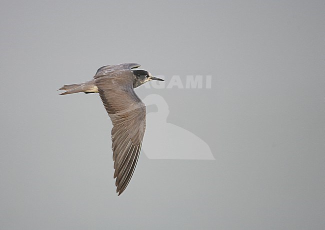 Black Tern (Chlidonias niger) Hungary July 2006 stock-image by Agami/Markus Varesvuo,