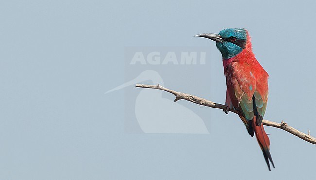 Northern Carmine Bee-eater (Merops nubicus) in Ethiopia. stock-image by Agami/Ian Davies,