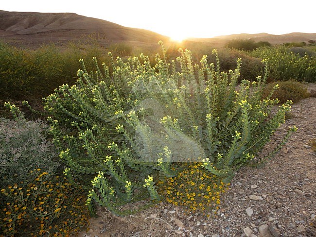 Negev woestijn in bloei; Negev desert in bloom; Ovda Valley, Israel stock-image by Agami/Marc Guyt,
