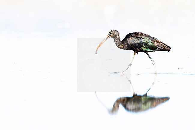 Glossy Ibis, Plegadis falcinellus stock-image by Agami/Oscar Díez,