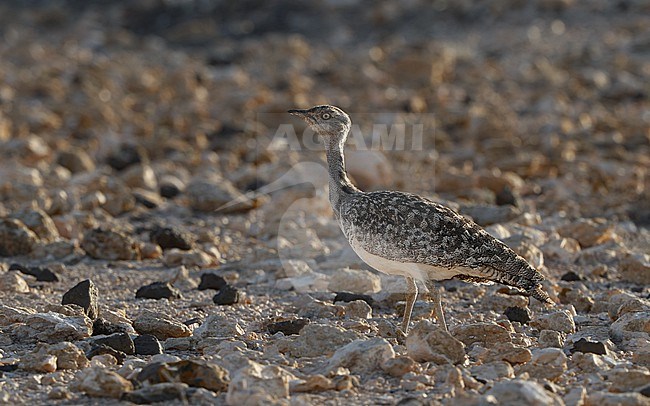 Houbara Bustard (Chlamydotis undulata fuertaventurae) at Tindaya Plains, Fuerteventura, Canary Islands stock-image by Agami/Helge Sorensen,