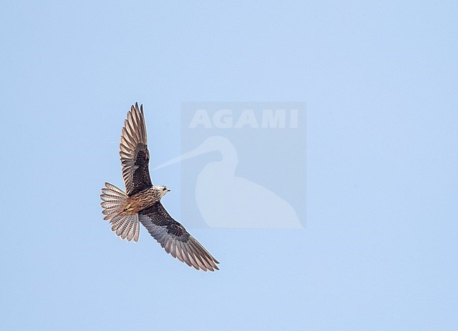 Eleonora's Falcon (Falco eleonorae) in flight over Cyprus. Hawking for insects in the mountains. Banking in mid air. stock-image by Agami/Marc Guyt,