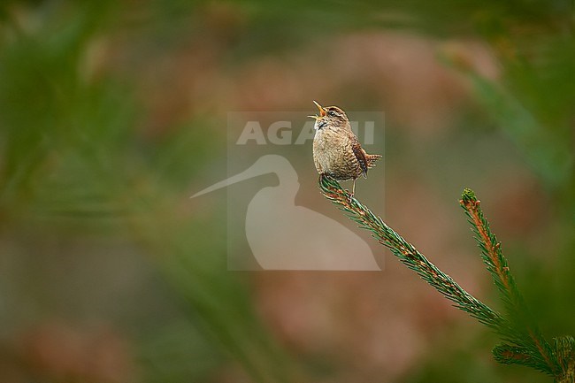 Singing Eurasian Wren (Troglodytes troglodytes), sitting on a small twig against a green natural background, Czechia stock-image by Agami/Tomas Grim,