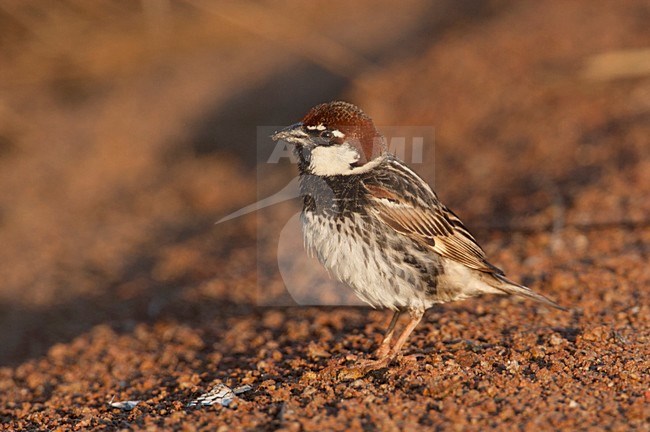 Mannetje Spaanse Mus Lesbos Griekenland, Male Spanish Sparrow Lesvos Greece stock-image by Agami/Wil Leurs,