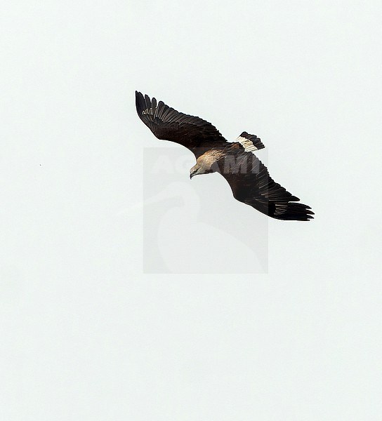 Adult Pallas's fish eagle (Haliaeetus leucoryphus) in Northeast India. stock-image by Agami/Dani Lopez-Velasco,