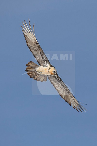 Adult  Bearded Vulture (Gypaetus barbatus) flying against blue sky  in the swiss alps. stock-image by Agami/Marcel Burkhardt,