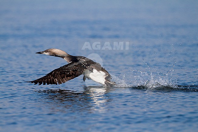 Arctic Loon - Prachttaucher - Gavia arctica ssp. arctica, Germany, adult moulting stock-image by Agami/Ralph Martin,