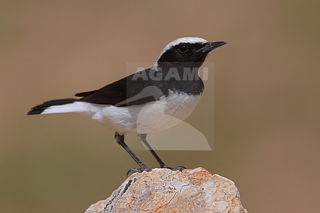 Finsch Tapuit zittend op rots; Finschs Wheatear perched on rock stock-image by Agami/Daniele Occhiato,