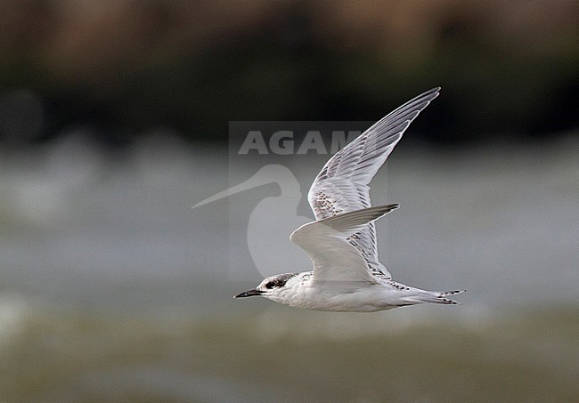 Sandwich Tern (Sterna sandvicensis) standing on the beach of IJmuiden, Netherlands. stock-image by Agami/Karel Mauer,