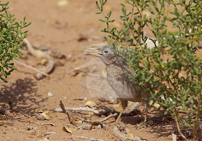 Arabische Babbelaar in zit; Arabian Babbler perched stock-image by Agami/Markus Varesvuo,