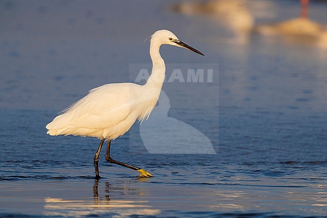 Little Egret (Egretta garzetta), side view of adult in winter plumage looking for prey in a river in Campania (Italy) stock-image by Agami/Saverio Gatto,